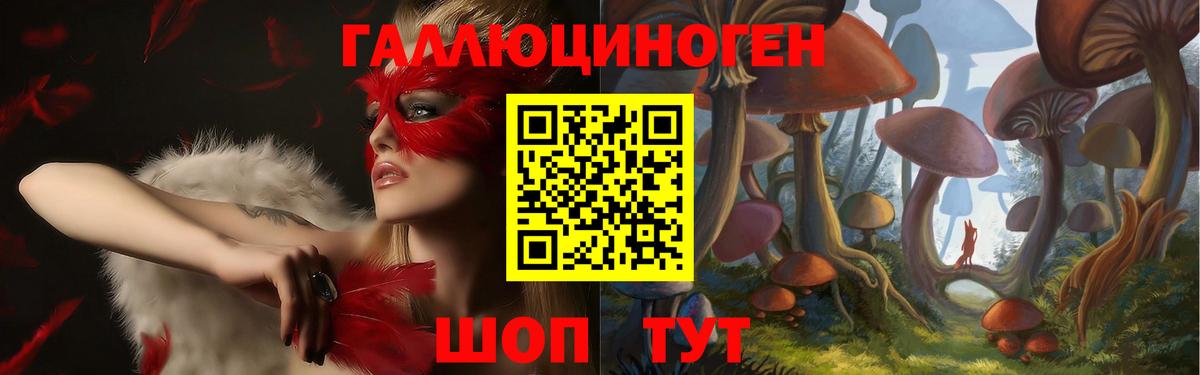 Псилоцибиновые грибы Psilocybe Балтийск